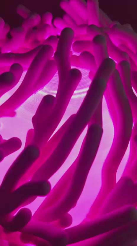 close up of coral effect lamp with a multi coloured glow changing bulb